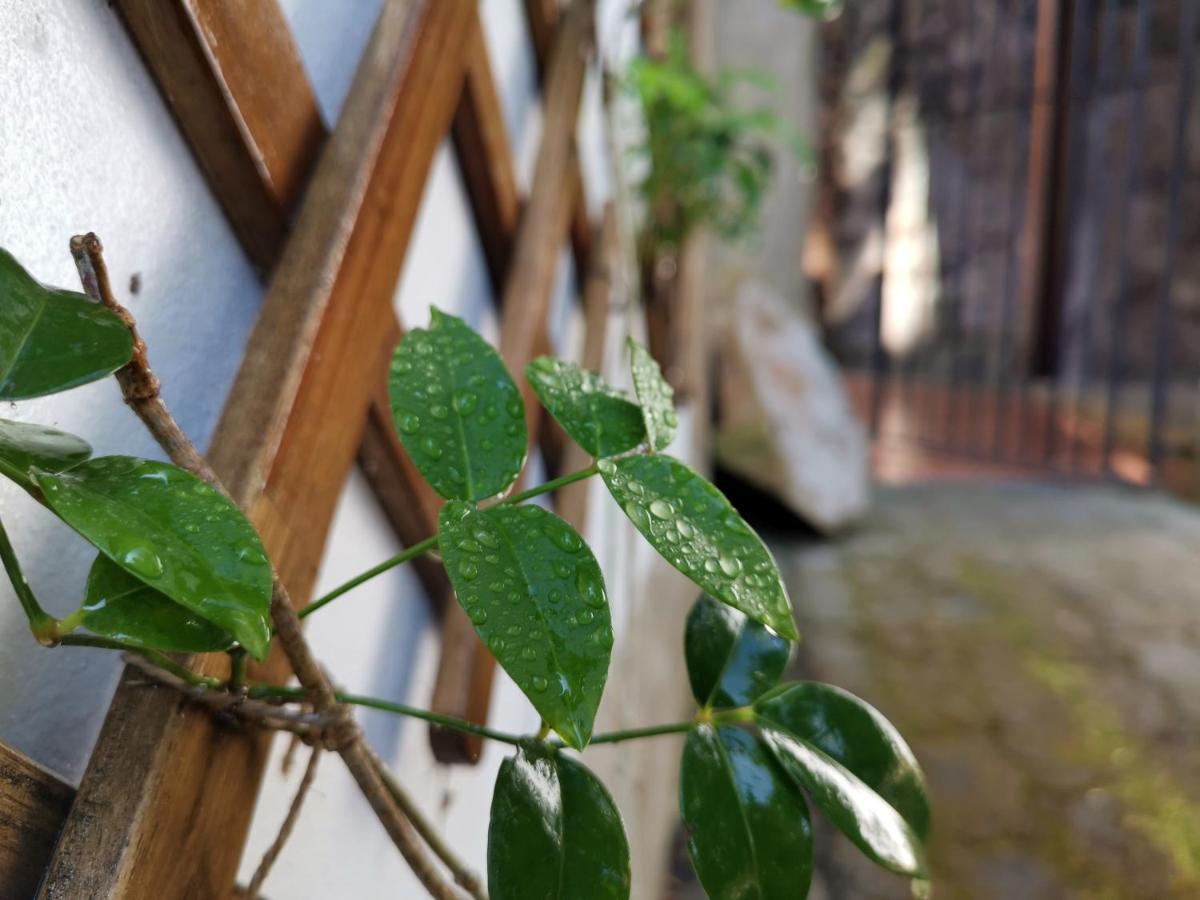 O Refugio - Espaco Natural, Amplo E Privado Angra do Heroísmo Eksteriør billede